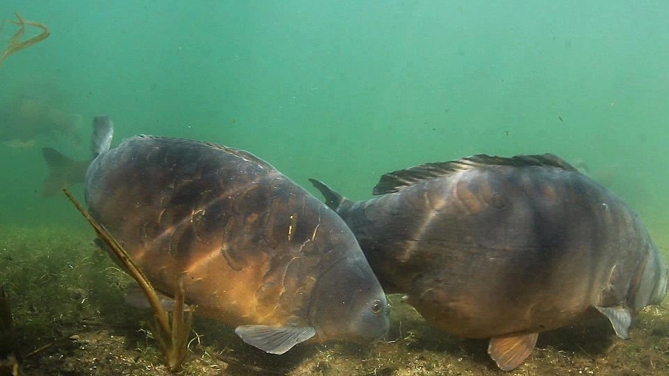 poze adunate - 482901101511214827289781505673947n.jpg